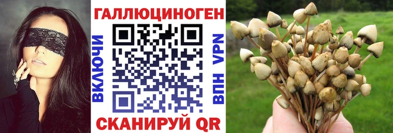 Псилоцибиновые грибы Psilocybe ссылка на мегу сайт Хвалынск